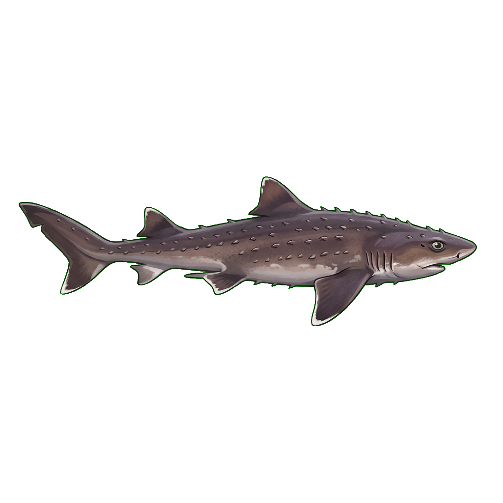 Stylized 2D illustration of Bramble shark