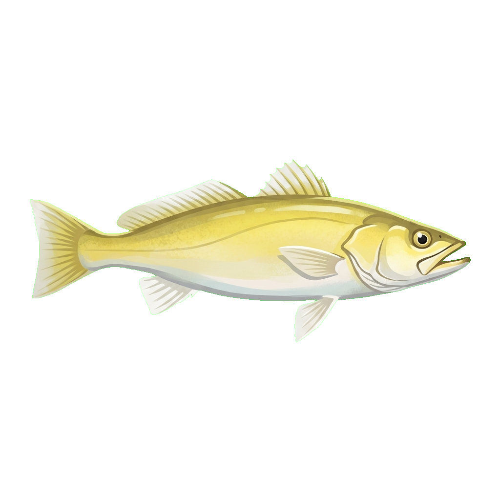 Stylized 2D illustration of Cachema weakfish
