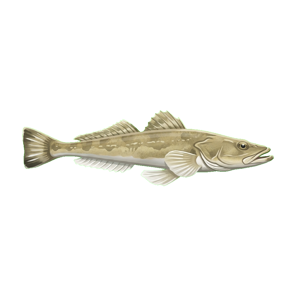 Stylized 2D illustration of Dusky flathead
