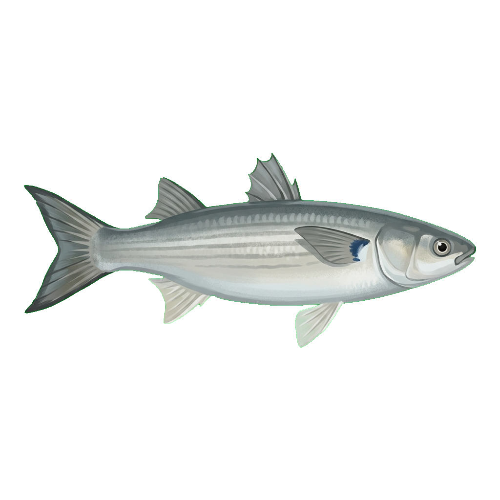 Stylized 2D illustration of Flathead grey mullet