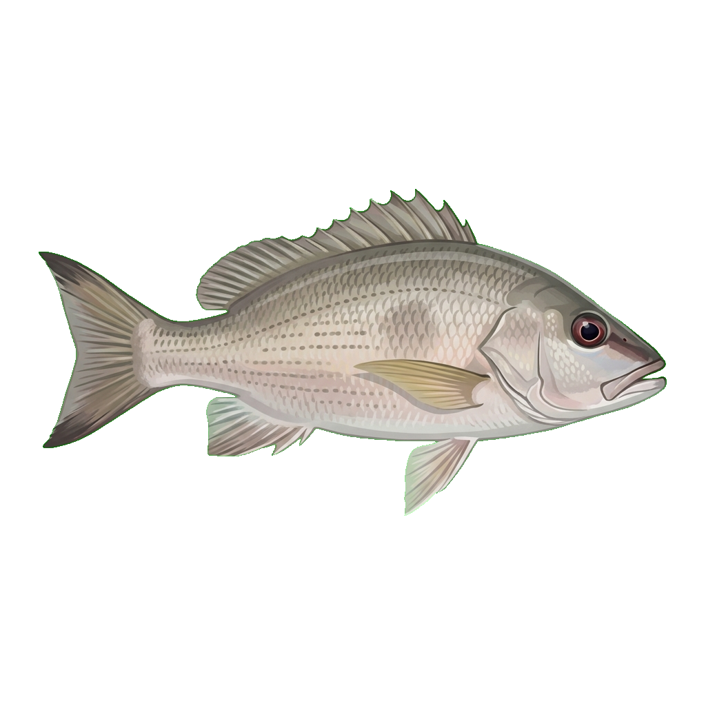 Stylized 2D illustration of Grey snapper