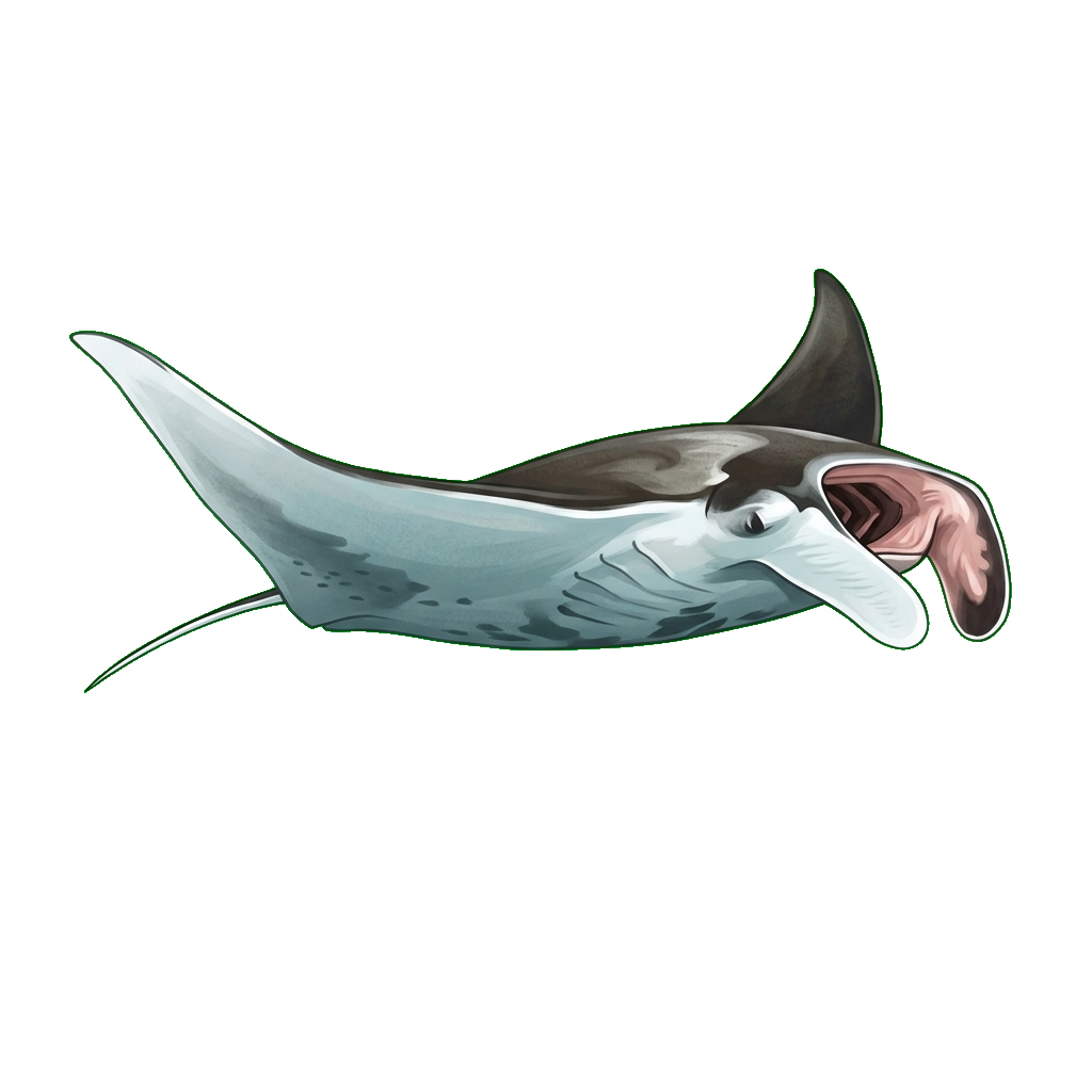 Stylized 2D illustration of Oceanic manta ray