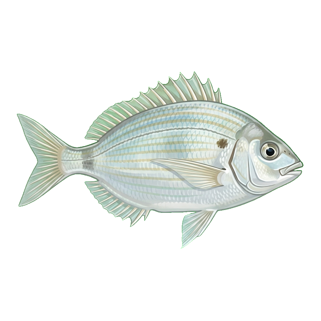 Stylized 2D illustration of Pinfish