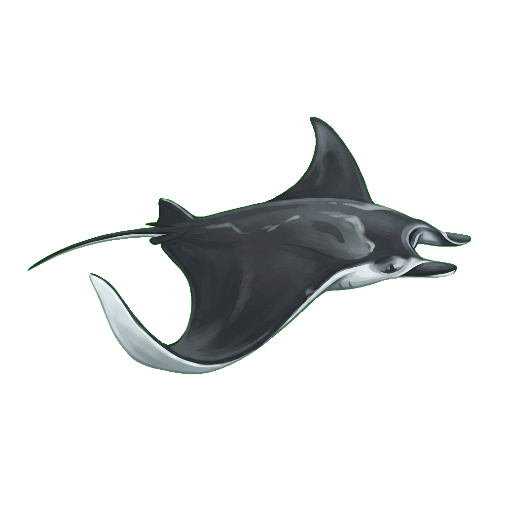 Stylized 2D illustration of Sicklefin devil ray