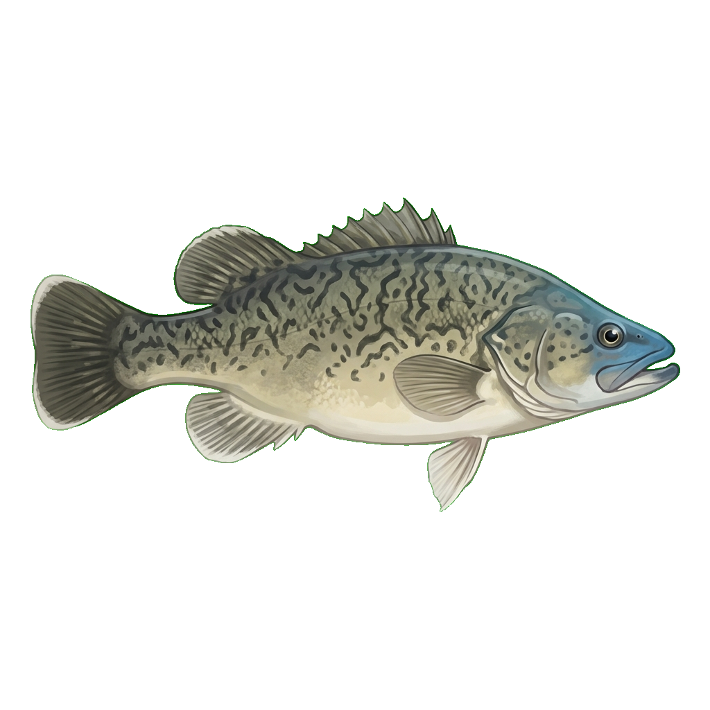Stylized 2D illustration of Trout cod
